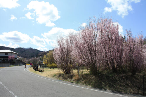 福島県福島市 花見山公園の情報 2021年3月29日 ゆずりあいコース。ベンチで一休み