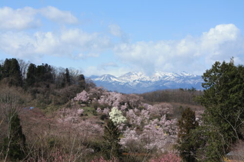 福島県福島市 花見山公園の情報 2021年3月29日 雪うさぎと花見山
