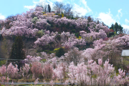 福島県福島市 花見山公園の情報 2021年3月29日 花見山が間近に見えるスポット