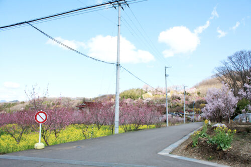 福島県福島市 花見山公園の情報 2021年3月29日 花の谷コース途中