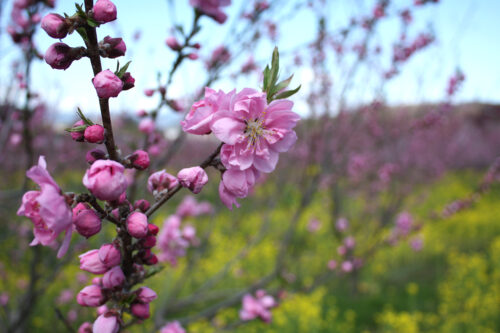 福島県福島市 花見山公園の情報 2021年3月29日 咲いたハナモモ