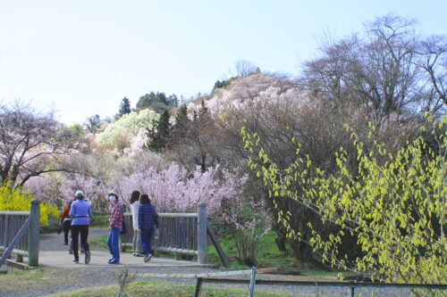 福島県福島市 花見山公園の情報 2021年3月29日 ウォーキングトレイル鈴ヶ入川をまたぐ