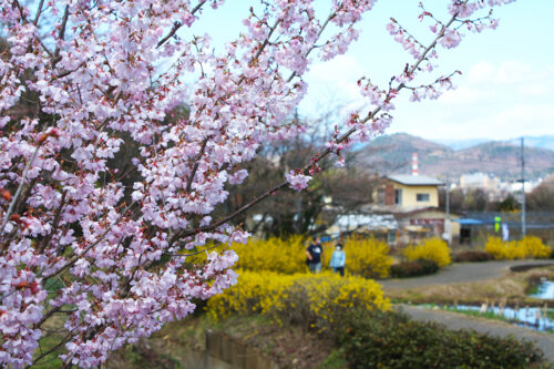 福島県福島市 花見山公園の情報 2021年3月29日 ウォーキングトレイル