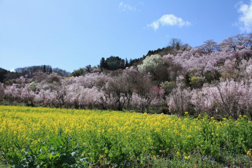 福島県福島市 花見山公園の情報 2021年3月29日 大きなハクモクレンのビュースポット