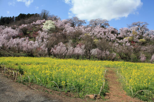 福島県福島市 花見山公園の情報 2021年3月29日 菜の花畑の中で