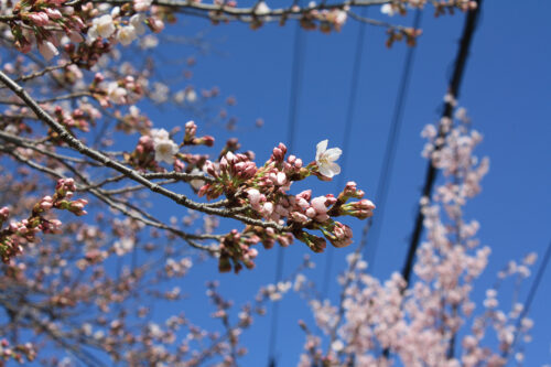 福島県福島市 花見山公園の情報 2021年3月29日