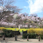 福島県福島市 花見山公園の情報 2021年3月29日 春爛漫のビュースポット