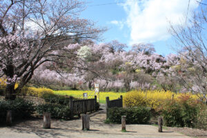 福島県福島市 花見山公園の情報 2021年3月29日 春爛漫のビュースポット