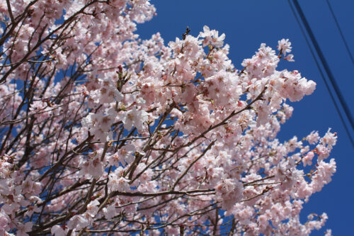 福島県福島市 花見山公園の情報 2021年3月29日満開のトウカイザクラ