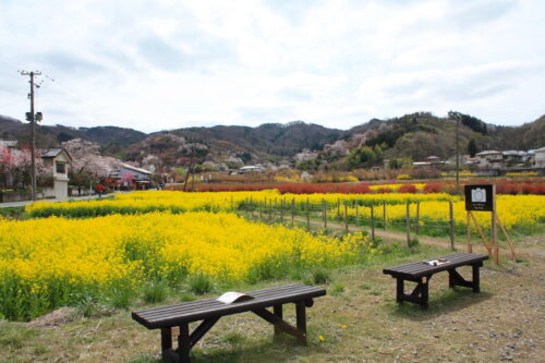 福島県福島市 花見山公園の情報 2021年4月6日 IMG_8655