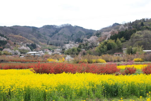 福島県福島市 花見山公園の情報 2021年4月6日 IMG_8656