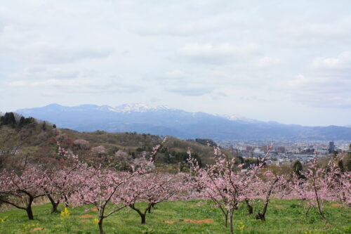 福島県福島市 花見山公園の情報 2021年4月6日 IMG_8661