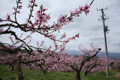 福島県福島市 花見山公園の情報 2021年4月6日 IMG_8666