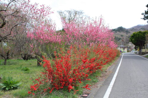 福島県福島市 花見山公園の情報 2021年4月6日 IMG_8667