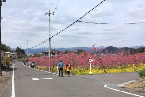 福島県福島市 花見山公園の情報 2021年4月6日 IMG_8668