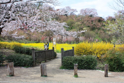 福島県福島市 花見山公園の情報 2021年4月6日 IMG_8669