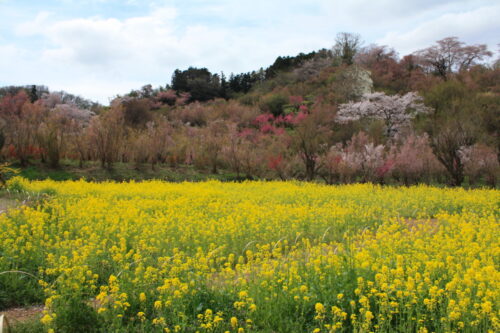 福島県福島市 花見山公園の情報 2021年4月6日 IMG_8670