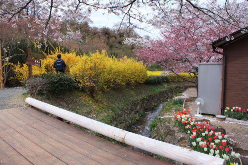 福島県福島市 花見山公園の情報 2021年4月6日IMG_8672