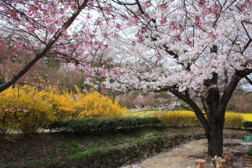 福島県福島市 花見山公園の情報 2021年4月6日 IMG_8673