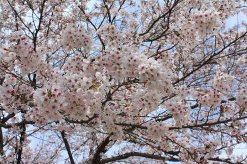 福島県福島市 花見山公園の情報 2021年4月6日 IMG_8674