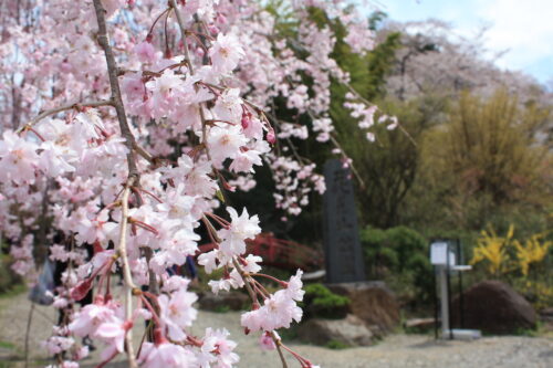 福島県福島市 花見山公園の情報 2021年4月6日 IMG_8675