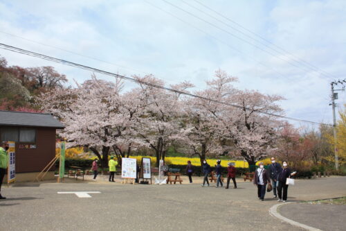 福島県福島市 花見山公園の情報 2021年4月6日 IMG_8677