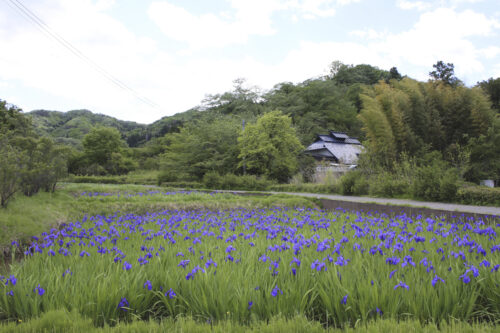 福島県福島市 花見山公園の情報 2021年5月10日 カキツバタ池
