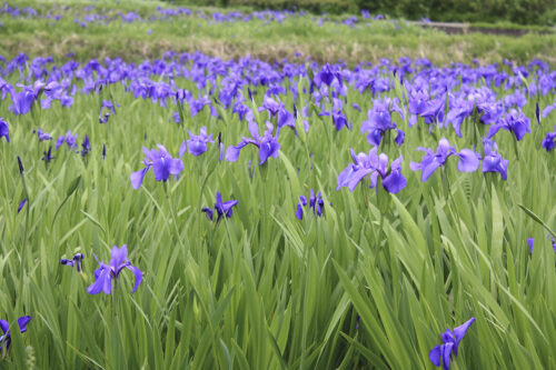 福島県福島市 花見山公園の情報 2021年5月10日 カキツバタ