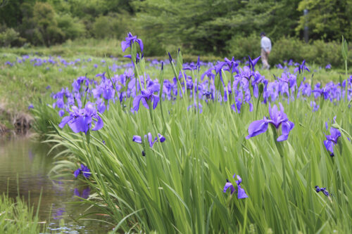 福島県福島市 花見山公園の情報 2021年5月10日 カキツバタと散歩