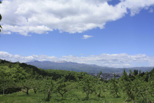 福島県福島市 花見山公園の情報 2021年5月10日 吾妻山をバックにした新緑の花見山