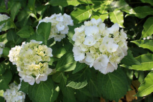 福島県福島市 花見山公園の情報 2021年6月15日 白い紫陽花