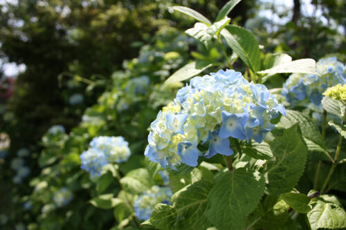 福島県福島市 花見山公園の情報 2021年6月15日 青系の紫陽花