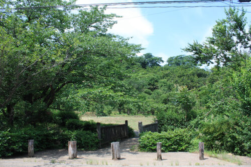 福島県福島市 花見山公園の情報 2021年6月15日桜の樹と橋 