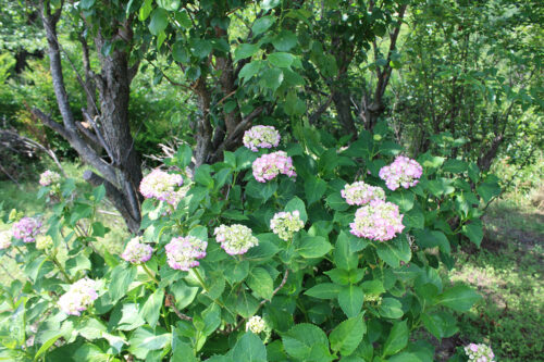 福島県福島市 花見山公園の情報 2021年6月15日 紫陽花