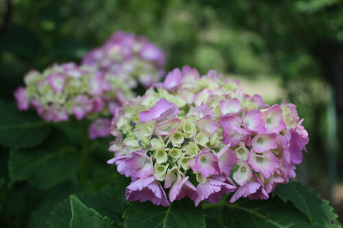 福島県福島市 花見山公園の情報 2021年6月15日  赤系の紫陽花