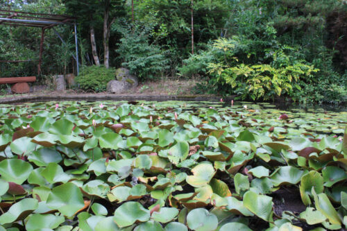 福島県福島市 花見山公園の情報 2021年8月10日 IMG_8770