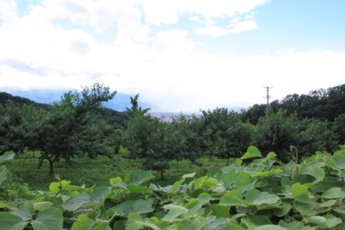 福島県福島市 花見山公園の情報 2021年8月10日 IMG_8798