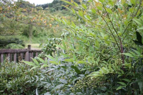 福島県福島市 花見山公園の情報 2021年9月3日 IMG-20210903h3s