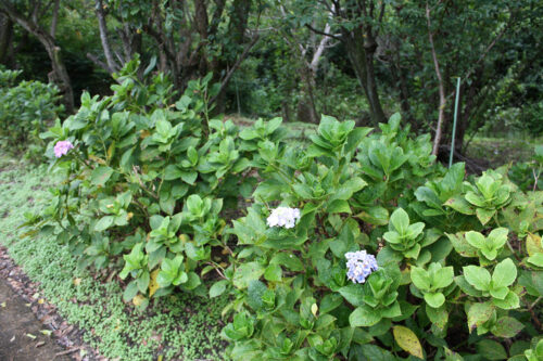 福島県福島市 花見山公園の情報 2021年9月3日 IMG-20210903h4s