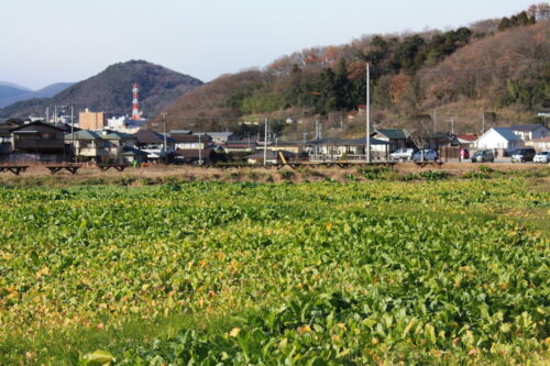 福島県福島市 花見山公園の情報 2021年12月13日 IMG_8995