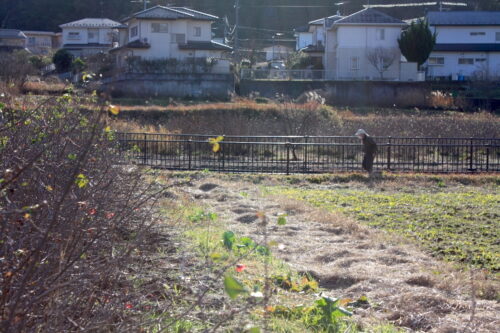 福島県福島市 花見山公園の情報 2021年12月13日 IMG_8996