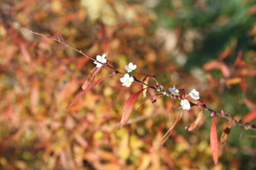 福島県福島市 花見山公園の情報 2021年12月13日 IMG_9012