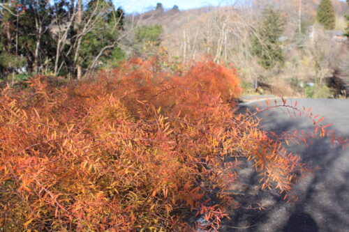 福島県福島市 花見山公園の情報 2021年12月13日 IMG_9016