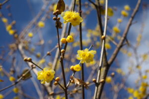 福島県福島市 花見山公園の情報 2021年12月13日 IMG_9017