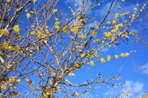 福島県福島市 花見山公園の情報 2021年12月13日 IMG_9018