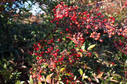 福島県福島市 花見山公園の情報 2021年12月13日 IMG_9022