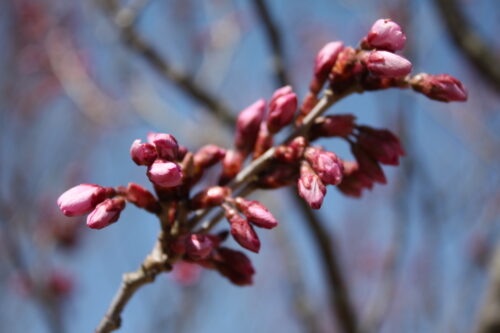 福島県福島市 花見山公園の情報 2022年3月30日 IMG_9086