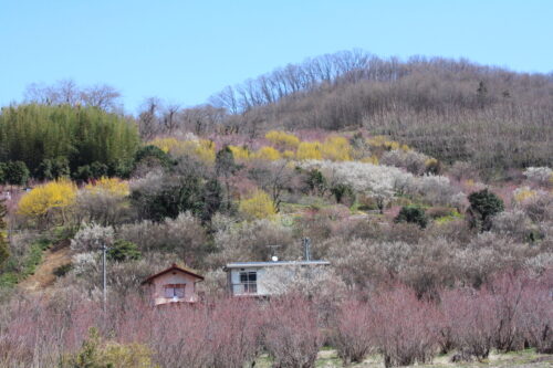 福島県福島市 花見山公園の情報 2022年3月30日 IMG_9091