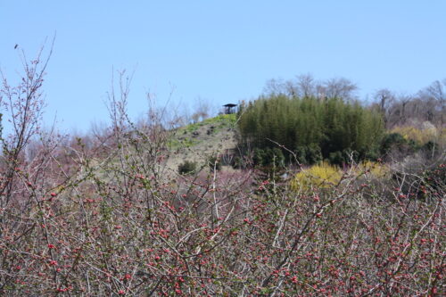 福島県福島市 花見山公園の情報 2022年3月30日 IMG_9096