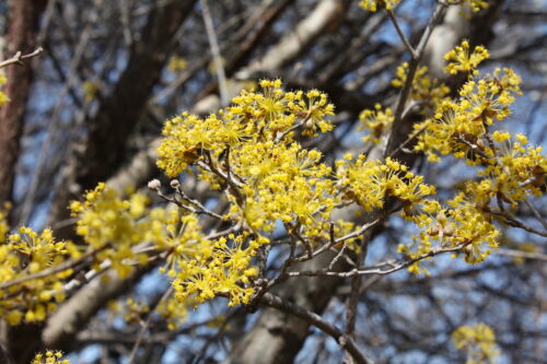 福島県福島市 花見山公園の情報 2022年3月30日 IMG_9103